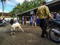 Semarang, Indonesia - March 2023: Goat traders and buyers. Goats are usually sold in preparation for Eid al-Adha.
