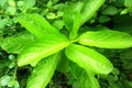 Sembung leaf plant with a bright greenish color