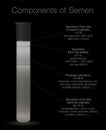 Semen Components Infographic Test Tube Medical Chart