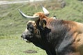 Asturian Stud Cow on the grass.