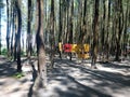 Semeru Pine Forest in Wajak Village