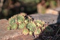 A Semervivum houseleek growing on a stone. Isolited picture with green orange colours.