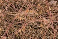 semi abstract pattern of bare branches of a bramble bush and other plants