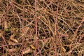 semi abstract pattern of bare branches of a bramble bush and other plants