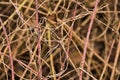 semi abstract pattern of bare branches of a bramble bush and other plants