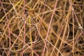 semi abstract pattern of bare branches of a bramble bush and other plants