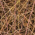 semi abstract pattern of bare branches of a bramble bush and other plants