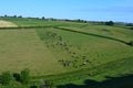 English summer landscape, cows on hillside Royalty Free Stock Photo