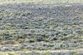 Semi arid field landscape in southwest Wyoming