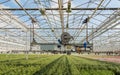 Semi-automatic spraying robot in a greenhouse