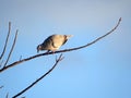 Tobacco Dove looking downwards from up high on a twig