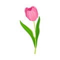 Semi-closed Purple Tulip Flower Bud on Green Erect Stem with Blade Vector Illustration