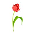 Semi-closed Red Tulip Flower Bud on Green Erect Stem with Blade Vector Illustration Royalty Free Stock Photo