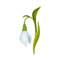 Semi Closed Snowdrop with Linear Leaves and Single Drooping Bell Shaped Flower Vector Illustration