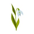 Semi Closed Snowdrop with Linear Leaves and Single Drooping Bell Shaped Flower Vector Illustration