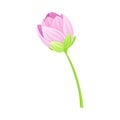 Semi-closed Tender Lotus Flower Bud on Leaf Stalk Vector Illustration