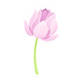 Semi-closed Tender Lotus Flower Bud on Leaf Stalk Vector Illustration