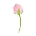 Semi-closed Waterlily Bud With Pink Petals and Floral Stem Vector Illustration