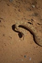 Semi Coiled Rattle Snake Alert on Sand