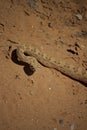 Semi Coiled Rattle Snake Alert on Sand