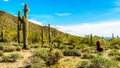 The semi desert landscape of Usery Mountain Reginal Park with many Saguaru, Cholla and Barrel Cacti