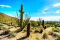 The semi desert landscape of Usery Mountain Reginal Park with many Saguaru, Cholla and Barrel Cacti Royalty Free Stock Photo