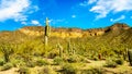 The semi desert landscape of Usery Mountain Reginal Park with many Saguaru, Cholla and Barrel Cacti Royalty Free Stock Photo