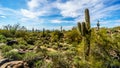 The semi desert landscape of Usery Mountain Reginal Park with many Saguaru, Cholla and Barrel Cacti Royalty Free Stock Photo