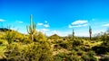 The semi desert landscape of Usery Mountain Reginal Park with many Saguaru, Cholla and Barrel Cacti