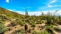 The semi desert landscape of Usery Mountain Reginal Park with many Saguaru, Cholla and Barrel Cacti