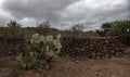 Semi desert Mexican landscape with Opuntia robusta Cactaceae and stones fence