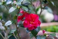 Semi-double Camellia japonica. Flower with two or more rows of large regular, irregular or loose outer petals
