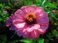 Semi-Double Zinnia Flower with Spots on the Petals