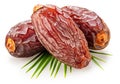 Semi-dried dates or date palm fruits lie on palm leaves isolated on white background. File contains clipping path