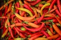 Semi-dry peppers Royalty Free Stock Photo