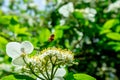 Viburnum macrocephalum Fort. f. keteleeri Carr. Rehd.