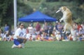 Semi-Finals of Canine Frisbee Contest