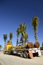 Semi flat bed loaded with palm trees