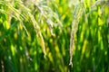 semi mature paddy on the field close up Royalty Free Stock Photo