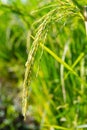 semi mature paddy on the field close up vertical composition Royalty Free Stock Photo