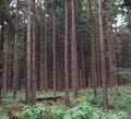 Semi open forest