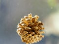 semi open golden oak cone Royalty Free Stock Photo