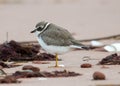 Semi-palmated plover