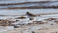 Semi palmated plover foraging for food along a beach