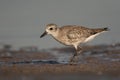 Semi-palmated Sandpiper