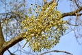 Semi-parasite mistletoe white Viscum album L. grows on a tree owner