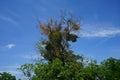 The semi-parasitic plant Viscum album has the shape of a ball attached to the branches of the host plant. Germany