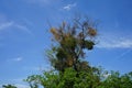 The semi-parasitic plant Viscum album has the shape of a ball attached to the branches of the host plant. Germany