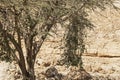 Semi-Parasitic Shrub Hanging from an Acacia Tree in the Negev in Israel