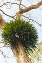 Semi-Parasitic vegetation growing on the tree